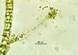 Ectocarpus siliculosus5